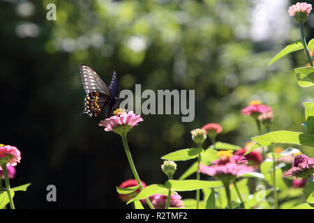 Eastern Black Swallowtail butterfly sitting on a pink Zinnia flower, front view Stock Photo