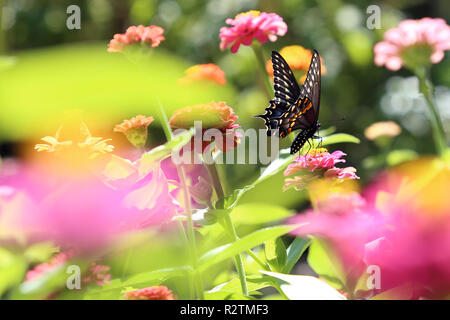 Black Swallowtail butterfly sitting on a flower, rear view Stock Photo