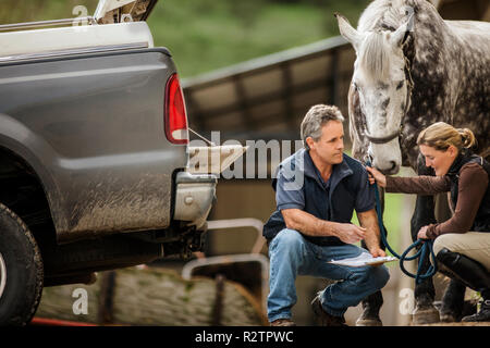Two horse handlers checking and making preparations for their horse. Stock Photo
