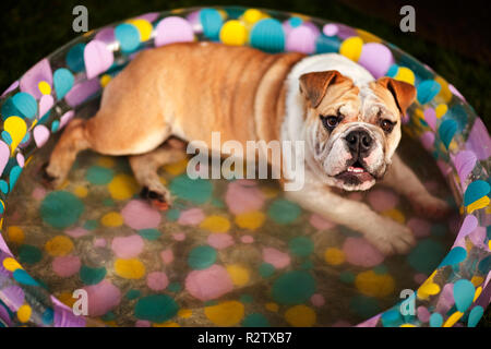 Dog having a bath in a baby pool. Stock Photo