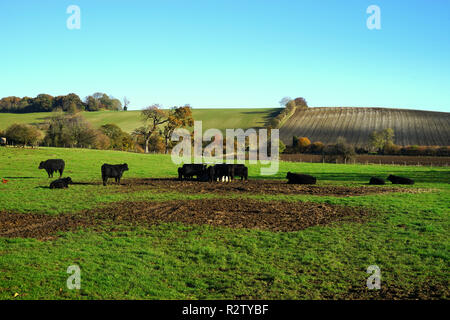 Cattle grazing in a meadow at Lilley on a sunny day in November Stock Photo