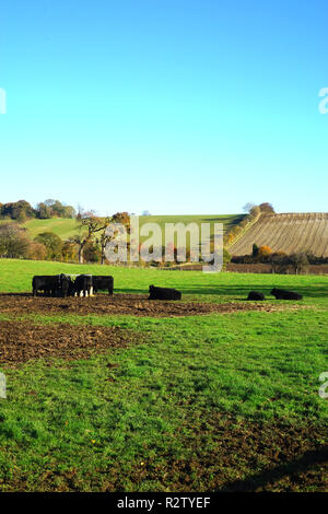 Cattle grazing in a meadow at Lilley on a sunny day in November Stock Photo