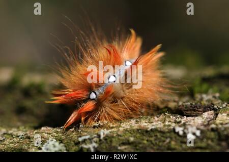 caterpillar of maple moth Stock Photo