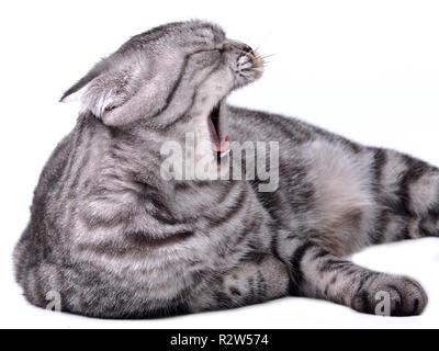 Stock Photo