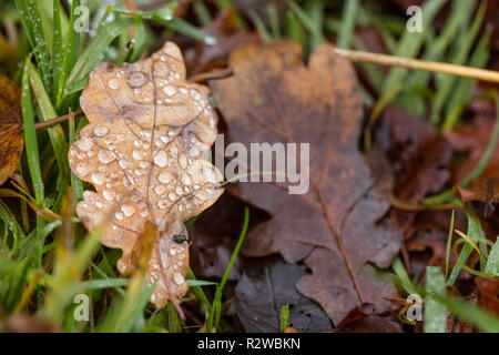 Close-up, macro photo of autumn leaves, foliage including oak (quercus) in brown color, covered by water drops. Leaves on the green grass. Stock Photo