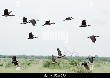 White-faced Whistling Ducks (Dendrocygna viduata).  Flying. Species found tropical South America, much of Africa south of the Sahara, including Madagascar. Stock Photo