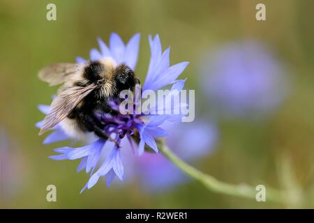 bumblebee on cornflower Stock Photo