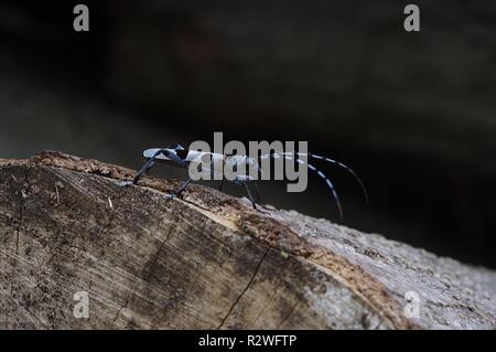 longicorn rosalia alpina beetle Stock Photo