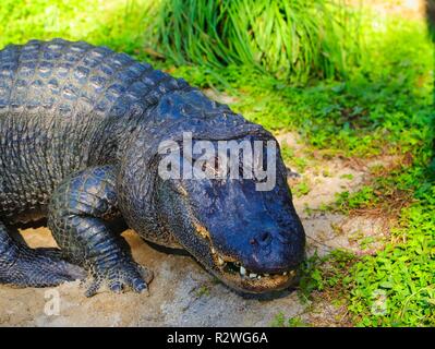 crocodile in the green Stock Photo