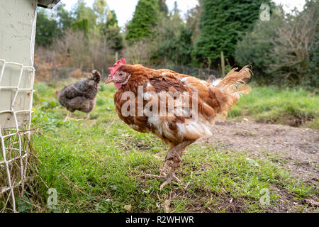 Retired battery hen enjoying the fresh air in her new home. Stock Photo