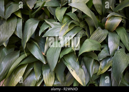 cast iron plant (Aspidistra elatior 'Milky Way', Aspidistra elatior Milky Way), leaf in shining ...