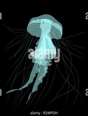 Blue jellyfish on black background, vector illustration Stock Vector