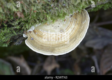 Thin Walled Maze Polypore (Daedaleopsis confragosa) fungus on a tree  branch, showing the fan-shaped fruiting body and maze-like underside Stock  Photo - Alamy