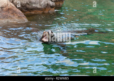 Sea Lion enclosure at the Bronx Zoo, New York , United States of America. Stock Photo