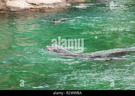 Sea Lion enclosure at the Bronx Zoo, New York , United States of America. Stock Photo