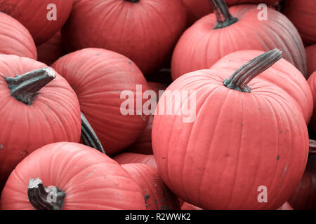 Harvest: Heap of Red Pumpkins, Cucurbita maxima Stock Photo
