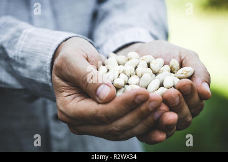 Beans harvest. Beans harvest in autumn. Farmer with Beans Stock Photo
