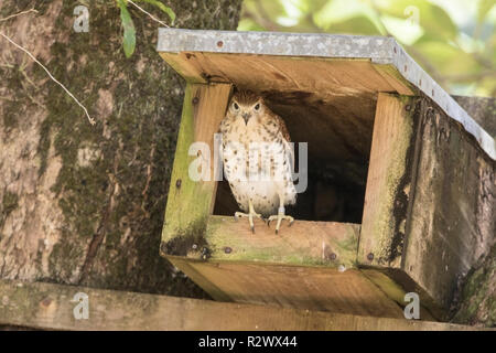 Mauritius kestrel Falco punctatus adult female perched at entrance to manmade nest box, Mauritius Stock Photo