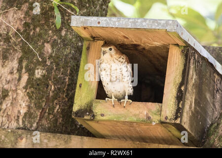 Mauritius kestrel Falco punctatus adult female perched at entrance to manmade nest box, Mauritius Stock Photo