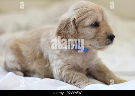 Cockapoo Puppy Stock Photo