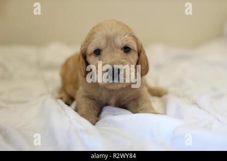 Cockapoo Puppy Stock Photo