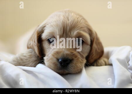 Cockapoo Puppy Stock Photo