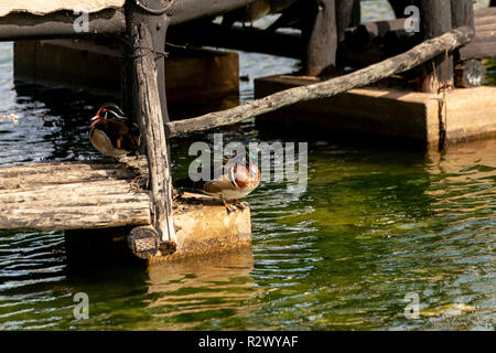 Carolina Duck, Dundee, Eastern Cape, South Africa Stock Photo