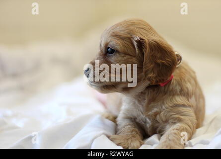 Cockapoo Puppy Stock Photo