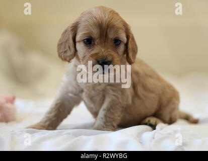 Cockapoo Puppy Stock Photo