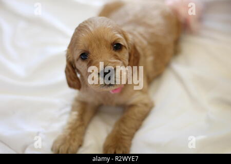 Cockapoo Puppy Stock Photo