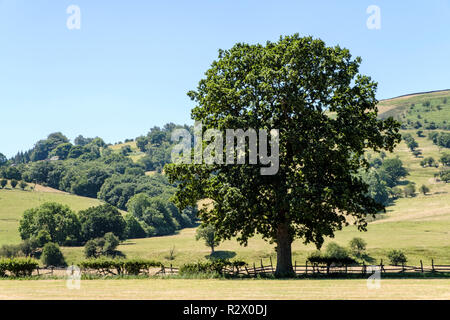 English countryside in Summer. A tree and an old broken fence at the foot of Peak District hills near Offerton, Derbyshire, Peak District, England, UK Stock Photo