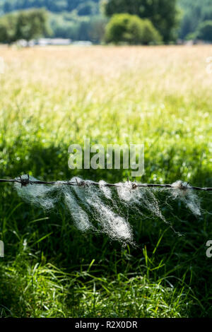 Sheep wool caught on barbed wire, blowing in the breeze of a Summer day, Derbyshire, England, UK Stock Photo