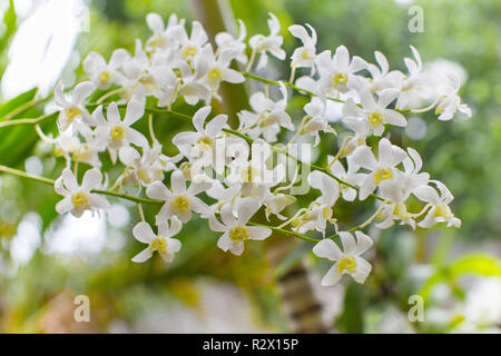 white orchid flower in nature fresh blooming orchid bud wet after rain Stock Photo