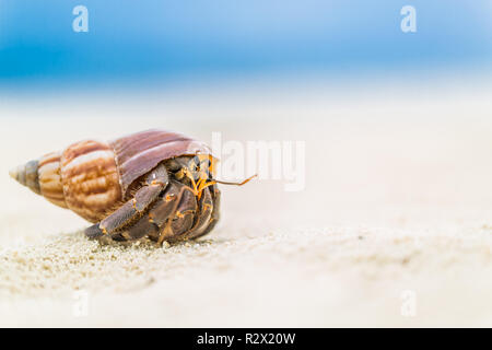 hermit crab on the beach Stock Photo