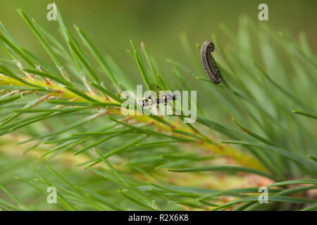 Ichneumon wasp creeping to it's prey (sawfly larva) Stock Photo