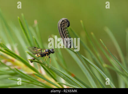 Ichneumon wasp creeping to it's prey (sawfly larva) Stock Photo
