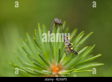 Ichneumon wasp creeping to it's prey (sawfly larva) Stock Photo
