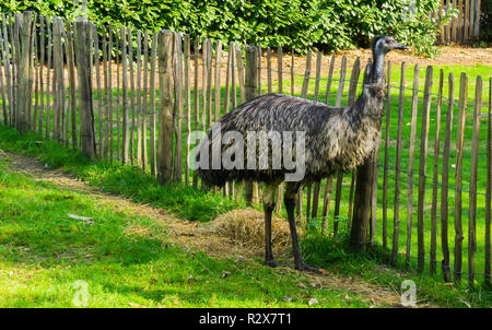 Emu ostrich bird standing in the grass wildlife animal portrait a big bird from australia Stock Photo