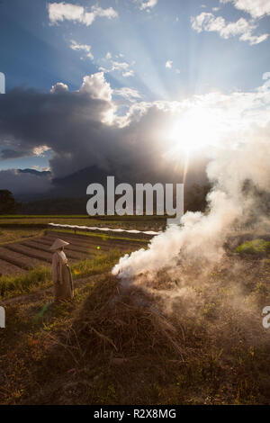 Farmer burning off in the rice paddies of West Sumatra, Indonesia. Stock Photo