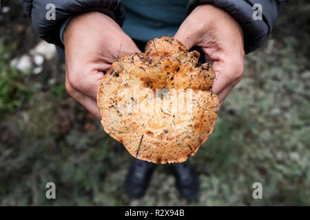 closeup of a young caucasian man with a freshly collected red pine mushroom, also known as saffron milk-cap, in his hands on a forest Stock Photo