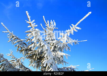 Christmas tree covered with snow, blue sky in background Stock Photo