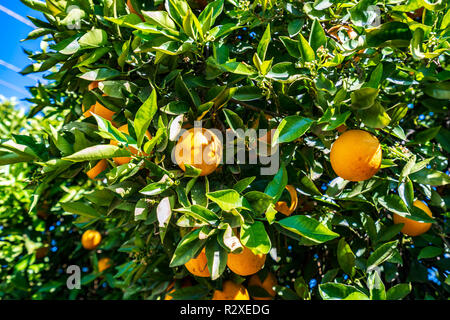 Oranges growing on a tree Stock Photo