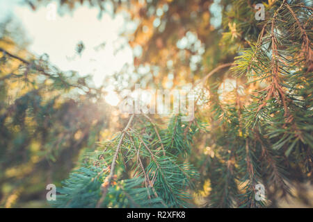 Spruce branches in the woods. Abstract pine tree background Stock Photo