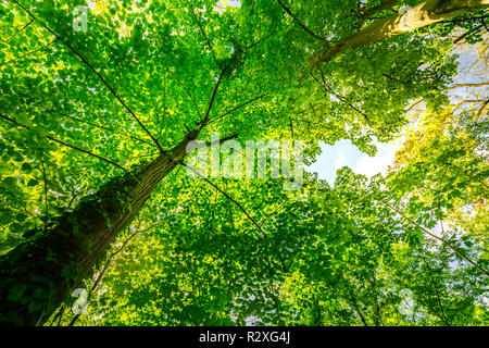 Into the forest. Nature green freshness composition. Looking up point of view. Green nature view, peaceful landscape Stock Photo