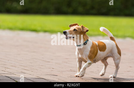 a jack russel terrier playing Stock Photo
