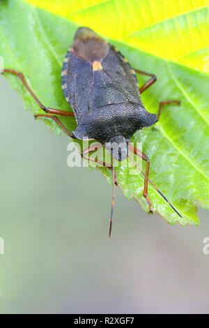 Forest shield bug or shieldbug, Pentatoma rufipes Stock Photo