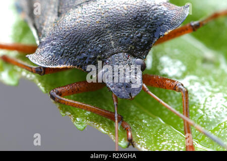 Forest shield bug or shieldbug, Pentatoma rufipes Stock Photo