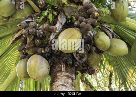 Coco de maldive coconut (Lodoicea maldivica) on the beach of Anse ...