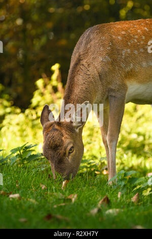 A deer eats grass in a meadow Stock Photo