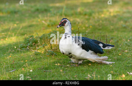 A warts duck is running on a meadow Stock Photo